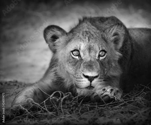 Naklejka na szybę Young lion portrait