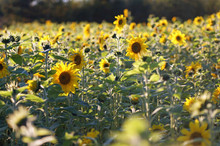 Sunflower Field III