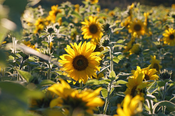 Sunflower field II