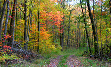 Scenic Trail Through The Forest In Autumn Time