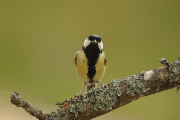 mésange charbonnière 2