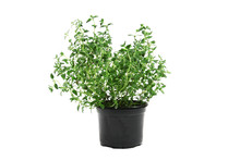 Potted Thyme Isolated On White Background
