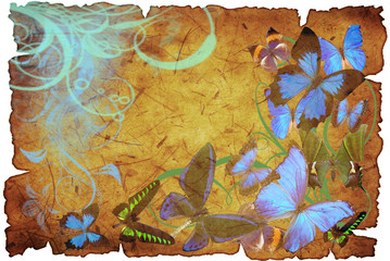 Wall Mural - butterflies on old vellum