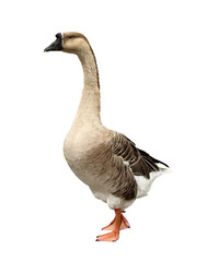 Wall Mural - Domestic Goose Isolated