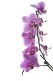 Fototapeta Storczyk - orchid