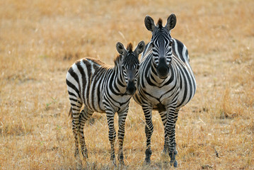 Wall Mural - zebra with foal