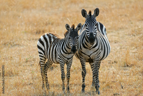 Plakat na papierze fotorealistycznym Zebra ze źrebięciem