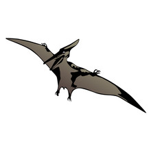 Pteranodon Vector Illustration