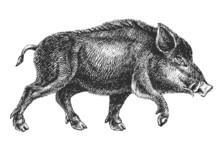 Boar Drawing Professional Vector