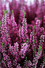 heather