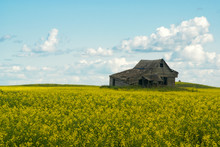An Abandoned House In A Field Of Yellow Canola Flowers