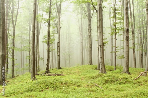 Fototapeta mgła  zaczarowany-las-z-mgla