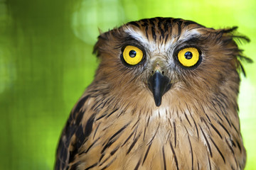 Wall Mural - Close up of an Eagle owl with piercing yellow eyes.