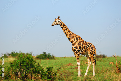 Plakat na papierze fotorealistycznym Żyrafa w afrykańskiej sawanny, uganda