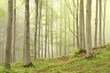Spring deciduous forest surrounded by mist