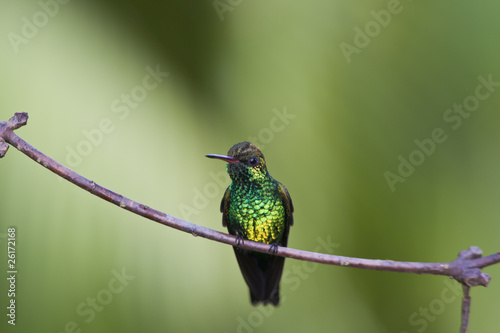 Fotoboard na płycie Canivet's emerald (chlorostilbon canivetii), męski hunningbird