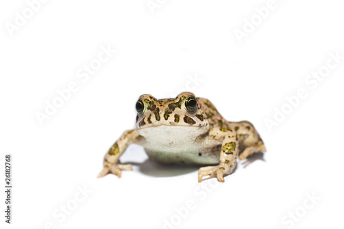 Plakat na papierze fotorealistycznym Żaba