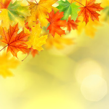 Backround With Autumn Leaves