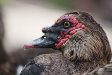 Head Of A Duck
