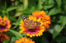 Painted Lady Butterfly On A Gerber Daisy.