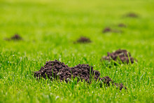 Molehills In Green Grass With Dewdrops
