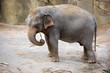 Elephant playing with stick