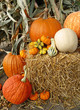 Autumn harvest arrangement