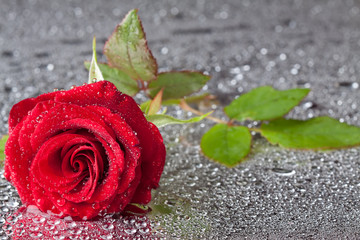 Wall Mural - beautiful close-up rose with water drops