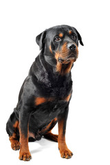 Wall Mural - rottweiler assis