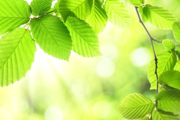 green summer leaves