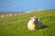 mouton au soleil dans l'herbe qui regarde
