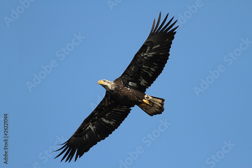 Tapeta ścienna Podrzędny orzeł łysy (haliaeetus leucocephalus)