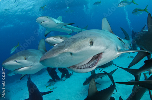 Obraz na płótnie canvas trzyczęściowy "tryptyk" Rafa rekina ze złamaną szczęką, uśmiech