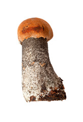 small orange-cap mushroom