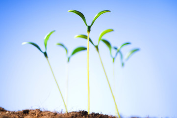 Green seedling illustrating concept of new life