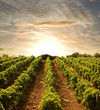 rows of vines to sunset