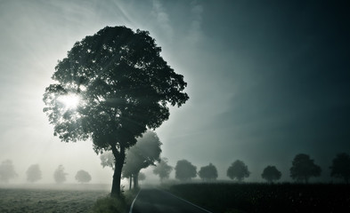 Wall Mural - nebel
