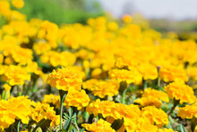 Yellow Tagetes Flowers At Meadow