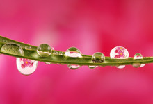 Macro Of Dew Drops With Pink Flowers Mirroring Inside It