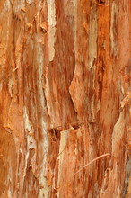Abstract Background Texture Of A Paperbark Tree (Melaleuca)