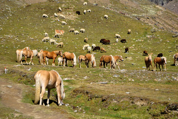 horses and sheep