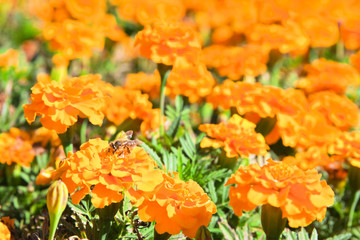 Yellow tagetes flowers at meadow