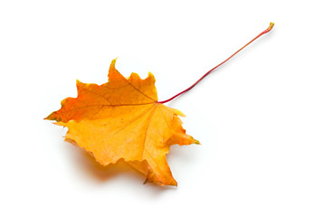 Poster - Autumn leave isolated on the white background