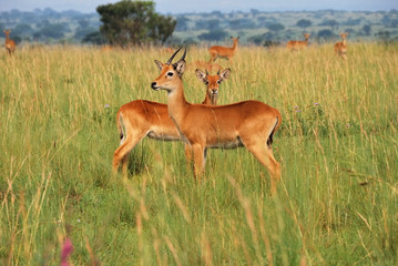 Wall Mural - reedbuck antelopes