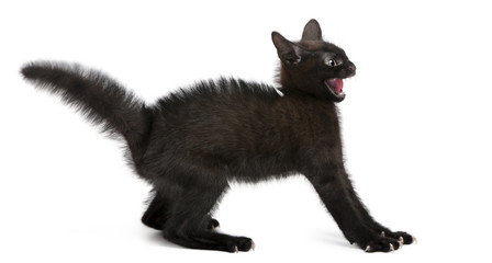 Wall Mural - Frightened black kitten standing in front of white background