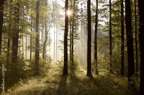 Sunbeams entering into forest on a misty morning
