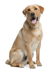 Poster - Labrador retriever, 12 months old, sitting