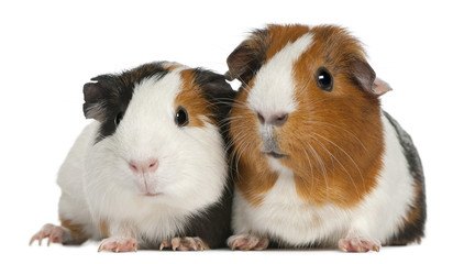 Wall Mural - Guinea pigs, 3 years old, lying in front of white background