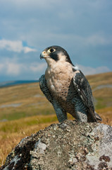 Wall Mural - Peregrine Falcon portrait