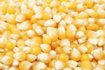 Poster - Popcorn Kernels